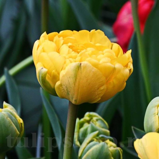 Bulbi Lalele Yellow Margarita (Tulip)