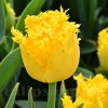 Bulbi Lalele Yellow Valery (Tulip)