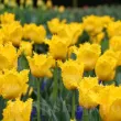 Bulbi Lalele Yellow Valery (Tulip) bulbi lalele yellow valery franjurate tulipshop 110x110