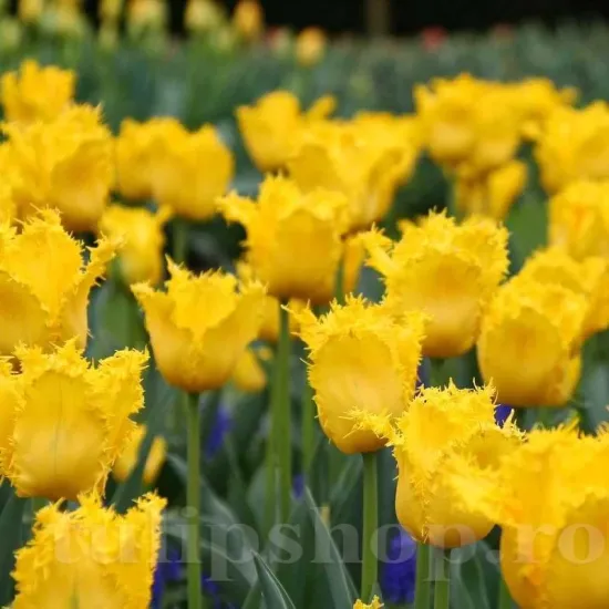 Bulbi Lalele Yellow Valery (Tulip) bulbi lalele yellow valery franjurate tulipshop
