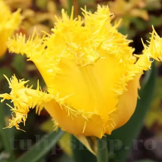 Bulbi Lalele Yellow Valery (Tulip) bulbi lalele yellow valery plantare toamna gradina