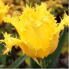 Bulbi Lalele Yellow Valery (Tulip)