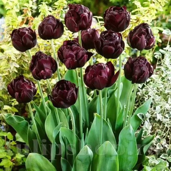 Bulbi Lalele Black Hero (Tulip) detalii petale catifelate lalele black hero