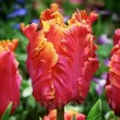 Bulbi Lalele Amazing Parrot (Tulip) detaliu floare lalele amazing parrot tulipshop 110x110