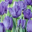 floare albastru violet lalele blue parrot bulbi 110x110