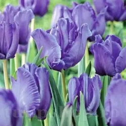 Bulbi Lalele Blue Parrot (Tulip)