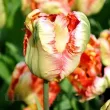 Bulbi Lalele Apricot Parrot (Tulip) floare apricot parrot petale ondulate tulipshop 110x110