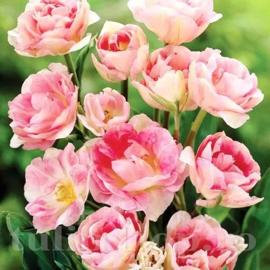 floare batuta lalele angelique tulipshop selectie