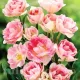floare batuta lalele angelique tulipshop selectie