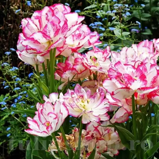 floare batuta lalele belicia tulipshop foto