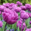 Bulbi Lalele Backpacker (Tulip) floare bogata lalele backpacker detaliu petale 110x110