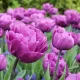 Bulbi Lalele Backpacker (Tulip) floare bogata lalele backpacker detaliu petale