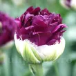 Bulbi Lalele Blue Wow (Tulip) floare bogata lalele blue wow detaliu petale 110x110