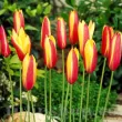 Bulbi Lalele Cynthia (Tulip) floare botanica lalele cynthia gradina mica 110x110