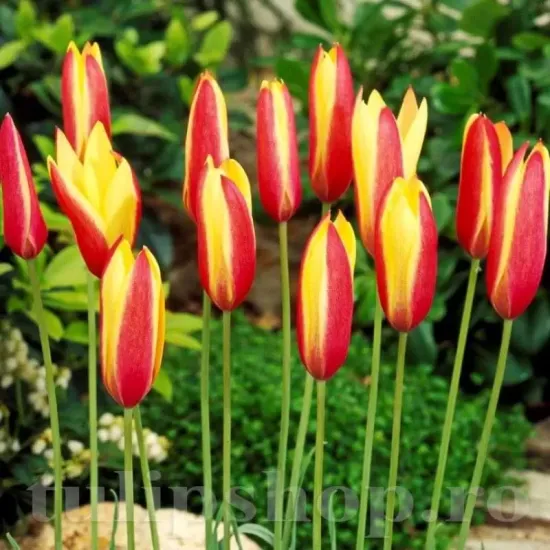 Bulbi Lalele Cynthia (Tulip) floare botanica lalele cynthia gradina mica