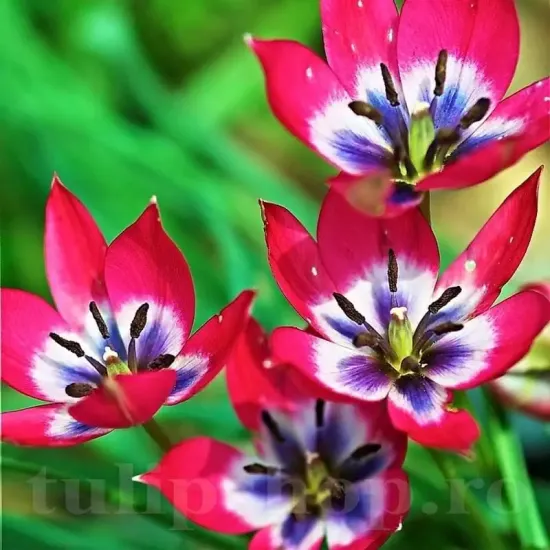 Bulbi Lalele Little Beauty (Tulip) floare botanica little beauty stancarie gradina