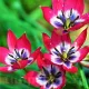 Bulbi Lalele Little Beauty (Tulip) floare botanica little beauty stancarie gradina