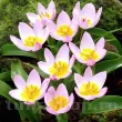Bulbi Lalele Saxatilis (Tulip) floare botanica saxatilis lilac stancarie 110x110