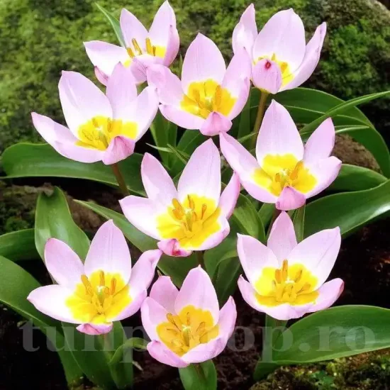 floare botanica saxatilis lilac stancarie