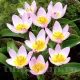 floare botanica saxatilis lilac stancarie
