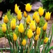 floare botanica sylvestris aspect natural auriu 110x110