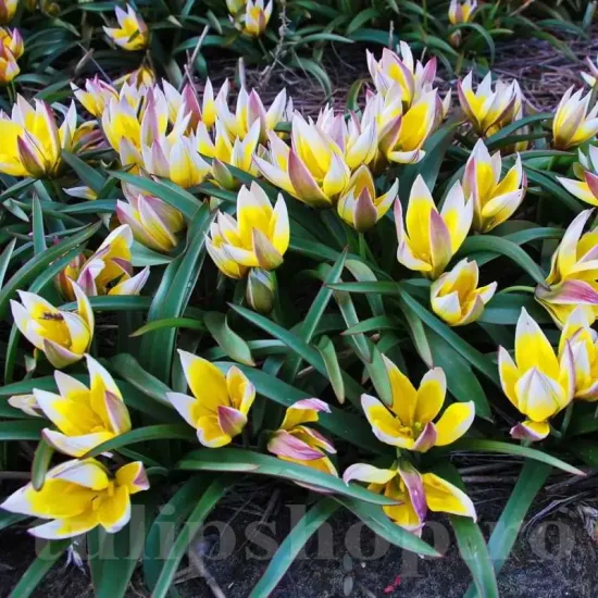 Bulbi Lalele Tarda (Tulip) floare botanica tarda stancarie inflorire bogata