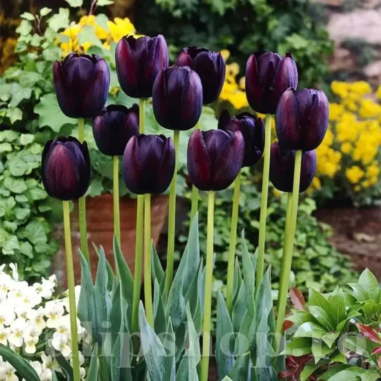 Bulbi Lalele Queen of the Night (Tulip) floare catifelata lalele queen of night tulipshop