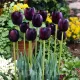 Bulbi Lalele Queen of the Night (Tulip) floare catifelata lalele queen of night tulipshop