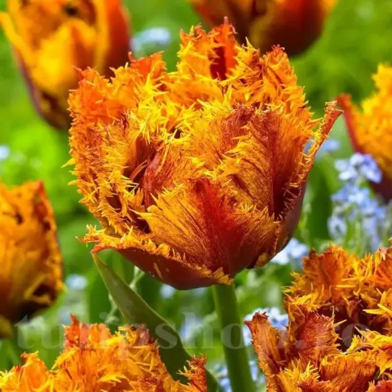 floare complexa lalele bastia detaliu petale