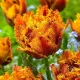 floare complexa lalele bastia detaliu petale