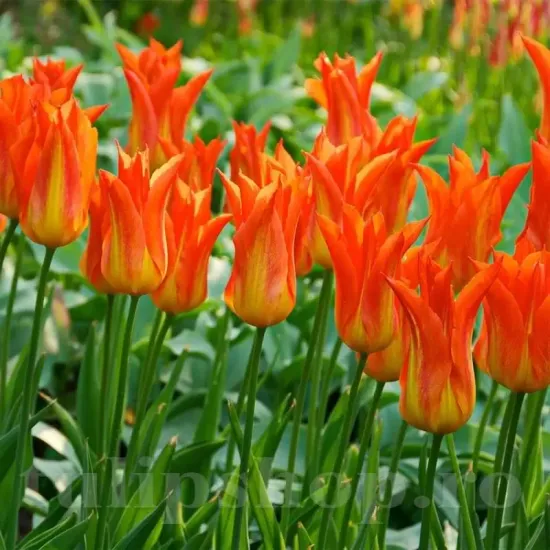 Bulbi Lalele Ballerina (Tulip) floare eleganta lalele ballerina petale ascutite