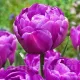 Bulbi Lalele Blue Diamond (Tulip) floare eleganta lalele blue diamond detaliu petale