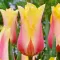 Bulbi Lalele Blushing Lady (Tulip)