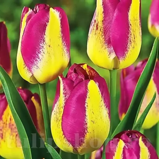 Bulbi Lalele Boston (Tulip) floare eleganta lalele boston rezistente vaza