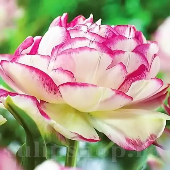 Bulbi Lalele Double Touch (Tulip) floare eleganta lalele double touch detaliu petale