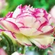 Bulbi Lalele Double Touch (Tulip) floare eleganta lalele double touch detaliu petale