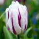 Bulbi Lalele Flaming Flag (Tulip) floare eleganta lalele flaming flag detaliu petale