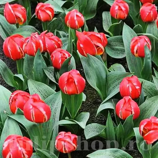 Bulbi Lalele Friendly Fire (Tulip) floare eleganta lalele friendly fire detaliu petale
