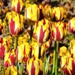 Bulbi Lalele Helmar (Tulip) floare eleganta lalele helmar detaliu petale pictate 110x110
