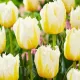 Bulbi Lalele Lemon Beauty (Tulip) floare eleganta lalele lemon beauty detaliu petale