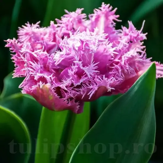 Bulbi Lalele Newcastle (Tulip) floare eleganta lalele newcastle detaliu petale