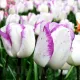 Bulbi Lalele Shirley (Tulip) floare eleganta lalele shirley detaliu petale pictate