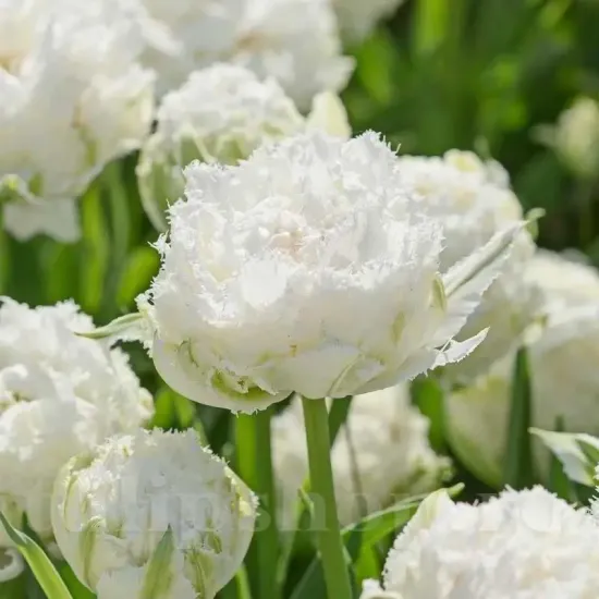floare eleganta lalele snow crystal detaliu petale