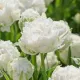 floare eleganta lalele snow crystal detaliu petale