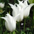 Bulbi Lalele Tres Chic (Tulip) floare eleganta lalele tres chic petale ascutite 110x110