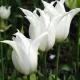 Bulbi Lalele Tres Chic (Tulip) floare eleganta lalele tres chic petale ascutite