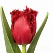 Bulbi Lalele Versaci (Tulip) floare eleganta lalele versaci detaliu petale 110x110