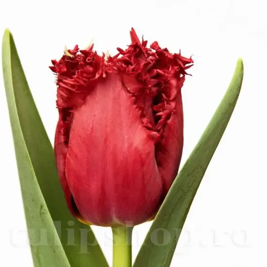 Bulbi Lalele Versaci (Tulip) floare eleganta lalele versaci detaliu petale