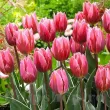 floare eleganta pretty princess tulipshop foto 110x110