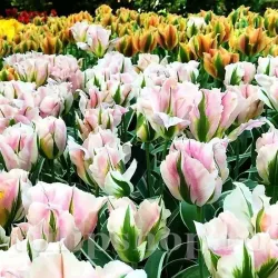 Bulbi Lalele China Town (Tulip)